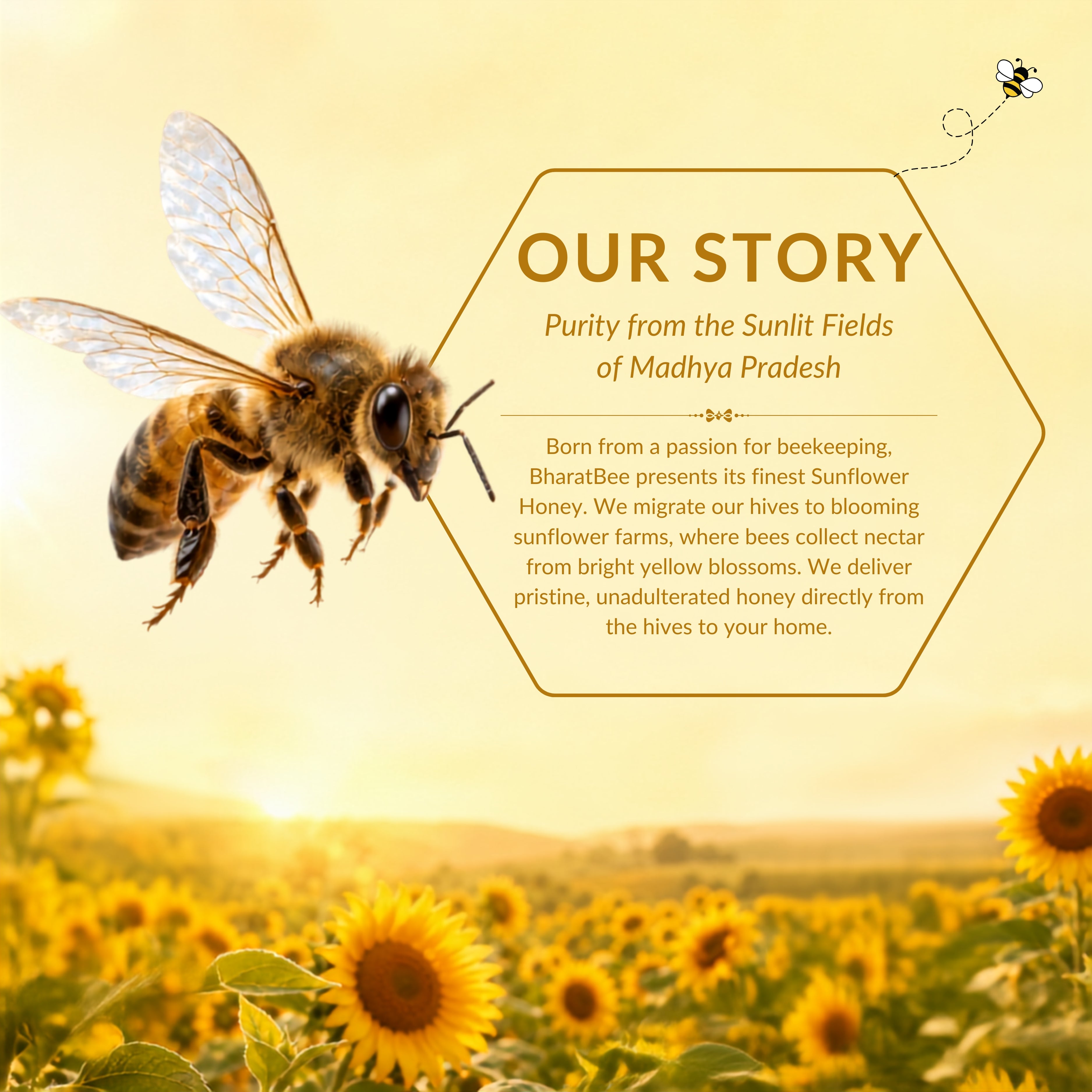 Sunflower Honey