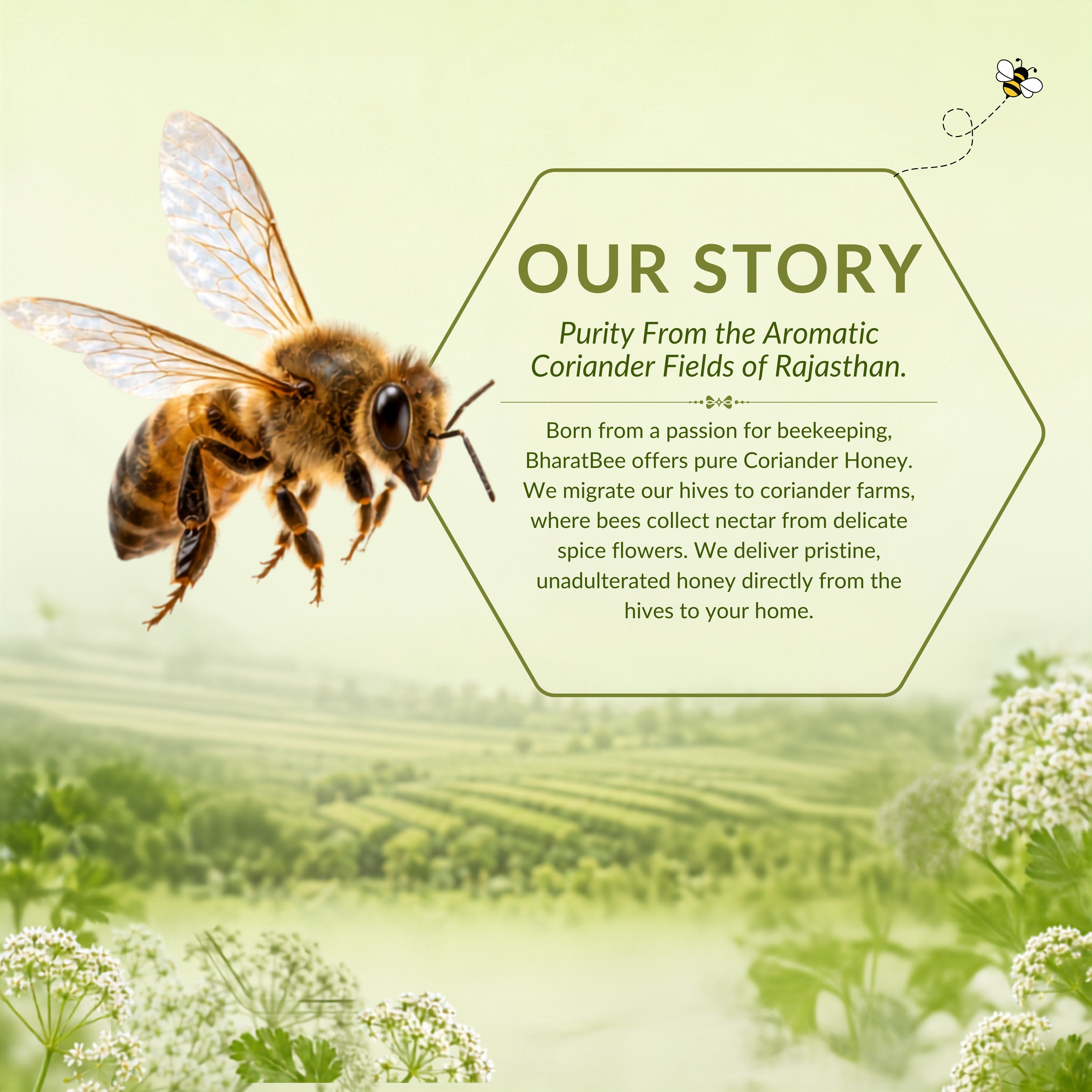 Coriander Honey